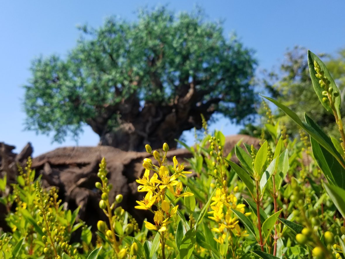 Small yellow flowers growing next to the Tree of Life in Animal Kingdom