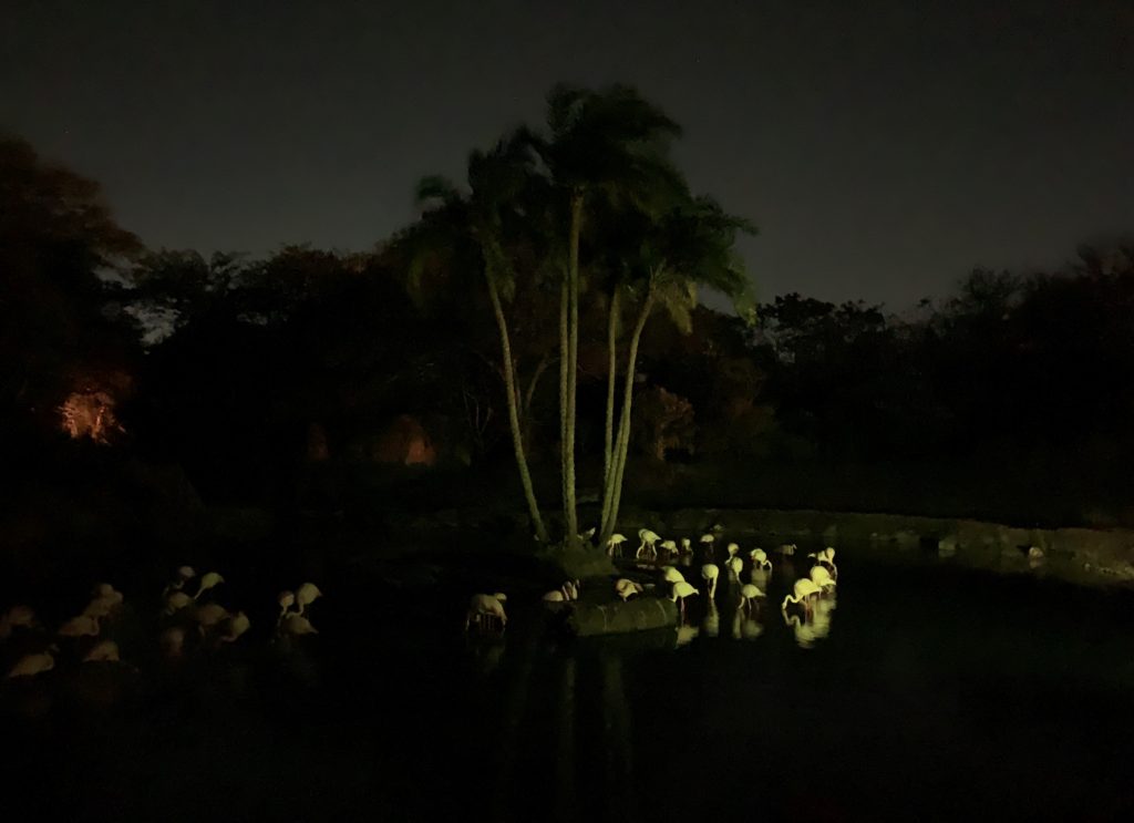 Flamingos on Kilimanjaro Safaris during DVC Moonlight Magic 2020